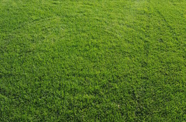 siatka na krety w trawniku z siewu