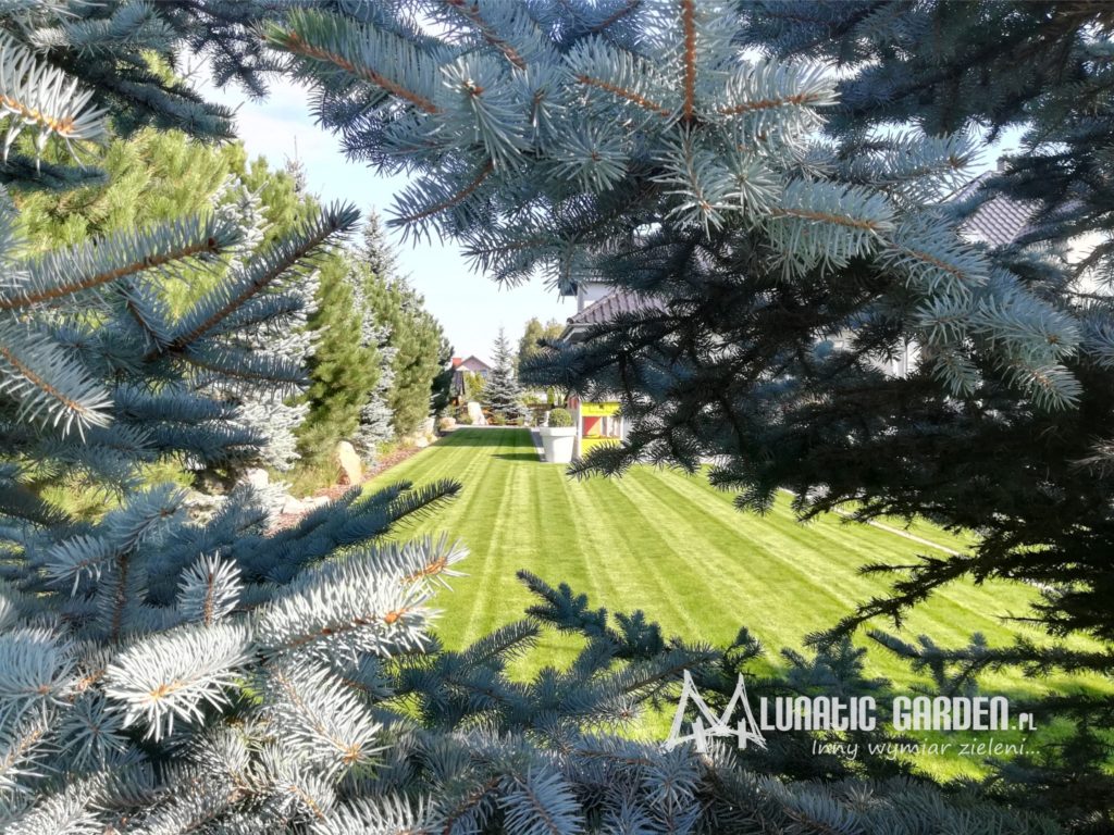 zakładanie trawnika z rolki w Lublinie