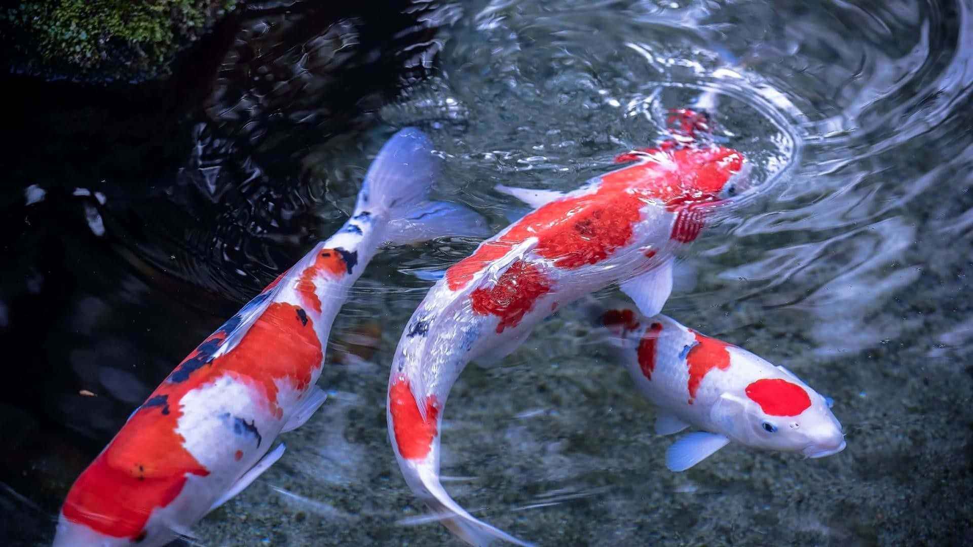 karpie koi w Lublinie