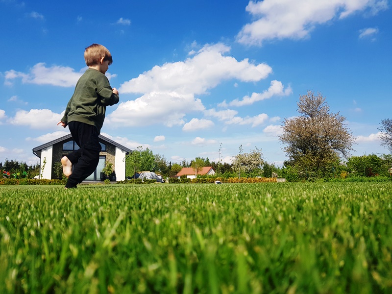 idealny trawnik z rolki