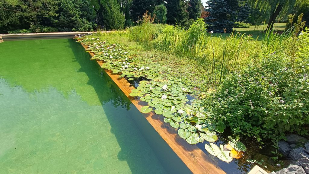 zalety-budowy-stawu-kapielowego