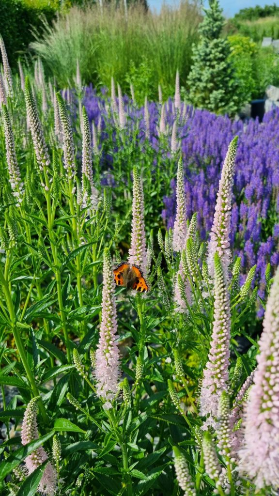 rabata-bylinowa-szałwie-przetacznik